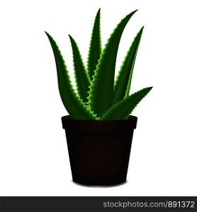 Aloe vera pot icon. Cartoon of aloe vera pot vector icon for web design isolated on white background. Aloe vera pot icon, cartoon style