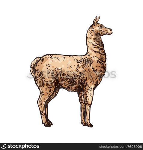 Alpaca or lama isolated animal sketch. Vector LLama, South American hoofed mammal. Llama alpaca isolated cartoon animal sketch