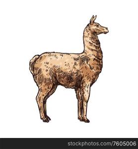 Alpaca or lama isolated animal sketch. Vector LLama, South American hoofed mammal. Llama alpaca isolated cartoon animal sketch