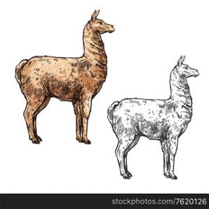 Alpaca or lama sketch mammal animal. Vector South American mammal, Cinco de Mayo Mexican traditional holiday and zoo symbol, isolated alpaca llama. Alpaca or llama sketch South America wild animal