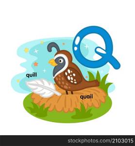 Alphabet Isolated Letter Q-quill-quail illustration,vector