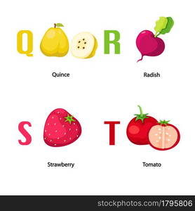 Alphabet Q-T letter.quince,radis h,strawberry,tomato .vector