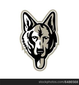 Alsatian Wolf Dog Head Mascot. Mascot icon illustration of head of a German Shepherd, Alsatian wolf dog or sometimes abbreviated as GSD, a breed of large-sized working dog viewed from front on isolated background in retro style.. Alsatian Wolf Dog Head Mascot