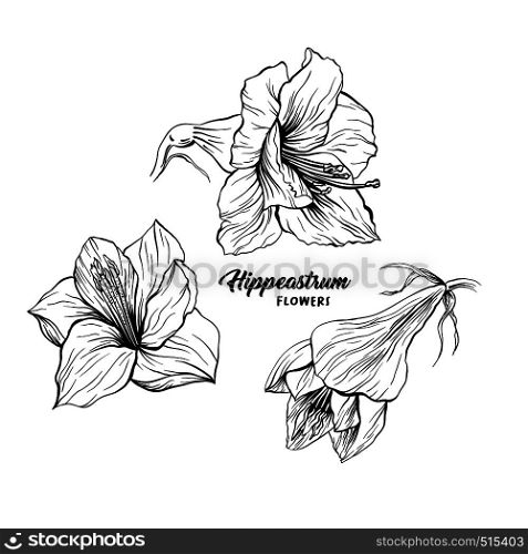 Amaryllis hand drawn vector illustration. Hippeastrum ink pen sketch. Flower outline freehand drawing. Blooming, blossom. Floral clipart set. Greeting card isolated monochrome design element. Amaryllis flower hand drawn illustration