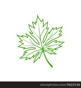 American acer or maple leaf symbol of Canada. Vector green foliage, outline leafage skeleton. Green leaf of maple tree isolated foliage