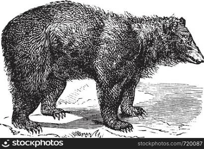American Black bear (Ursus americanus), vintage engraved illustration. Trousset encyclopedia (1886 - 1891).