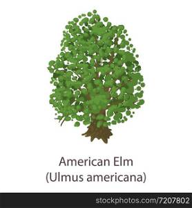 American elm icon. Flat illustration of american elm vector icon for web. American elm icon, flat style