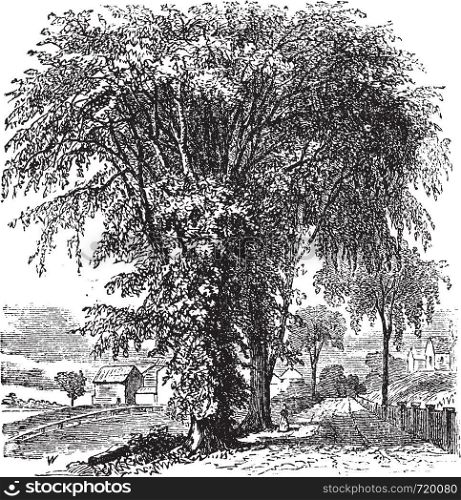 American elm or Ulmus Americana, vintage engraved illustration. Trousset encyclopedia (1886 - 1891).