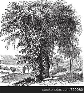 American elm or Ulmus Americana, vintage engraved illustration. Trousset encyclopedia (1886 - 1891).