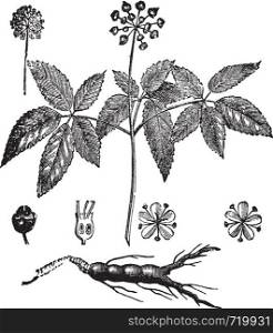 American Ginseng or Panax quinquefolius or Huaqishen, vintage engraving. Old engraved illustration of American Ginseng and Chinese Ginseng, isolated on a white background.