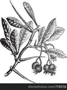American Hawthorn or Crataegus crus-galli vintage engraving. Old engraved illustration. Also called cockspur hawthorn and cockspur thorn.