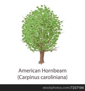American hornbeam icon. Flat illustration of american hornbeam vector icon for web. American hornbeam icon, flat style