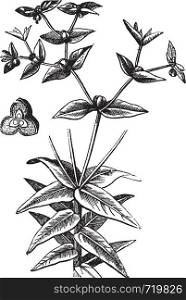 American Ipecac or Euphorbia ipecacuanhae, vintage engraving. Old engraved illustration of an American Ipecac showing seedpod (center left).