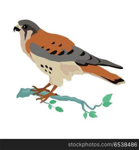 American Kestrel Flat Design Vector Illustration. American kestrel vector. Predatory birds wildlife concept in flat style design. American fauna illustration for prints, posters, childrens books illustrating. Beautiful falcon bird seating isolated on white.