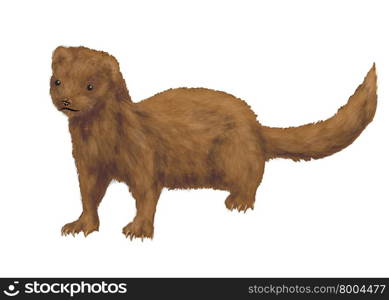 american mink isolated on a white background