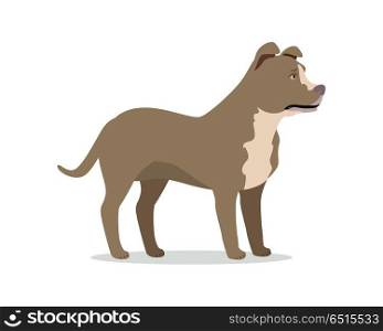 American Pit Bull Terrier Isolated on White. American pit bull terrier isolated. American Staffordshire Terrier, Bully, and Staffordshire Bull Terrier. Created by breeding bulldogs and terriers. Fighting dog. Series of puppies icons. Vector