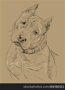 American Staffordshire Terrier vector hand drawing black and white illustration isolated on beige background