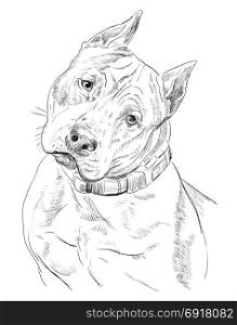 American Staffordshire Terrier vector hand drawing illustration in black color isolated on white background