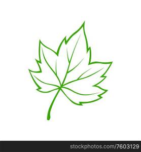 American sycamore maple leaf isolated outline icon. Vector green foliage symbol, plant skeleton. Maple leaf skeleton isolated sycamore