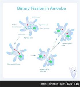 Amoeba reproduction scheme. Binary fission reproduction in amoeba. Stock vector illustration for education, for web, for print, for school