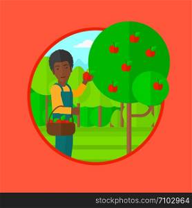 An african-american man holding a basket full of apples. Young gardener harvesting apples. Young male farmer collecting apples. Vector flat design illustration in the circle isolated on background.. Farmer collecting apples vector illustration.