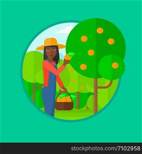 An african-american woman holding a basket full of oranges. Young gardener harvesting oranges. Female farmer collecting oranges. Vector flat design illustration in the circle isolated on background.. Farmer collecting oranges vector illustration.