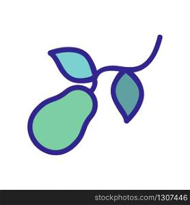 an avocado branch icon vector. an avocado branch sign. color isolated symbol illustration. an avocado branch icon vector outline illustration