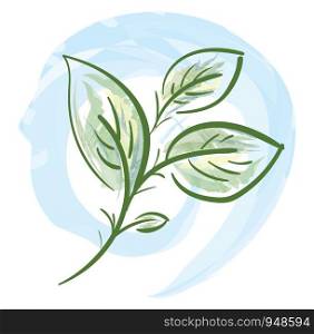 An illustration of a green leaves with light blue background, vector, color drawing or illustration.