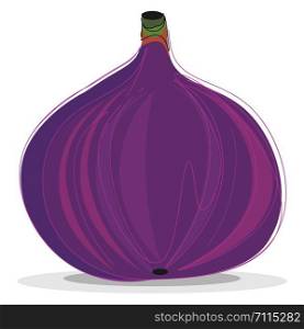 An illustration of a ripe purple fig, vector, color drawing or illustration.
