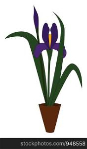 An iris plant in a pot with a purple flower, vector, color drawing or illustration.