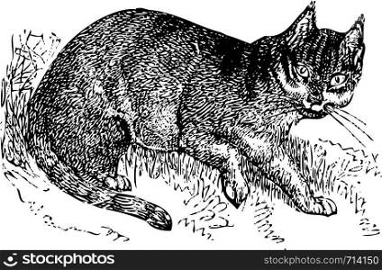 An old engraving of a wild cat (felis catus). From the Dictionnaire encyclopAdique Trousset, also known as the Trousset encyclopedia, Paris 1886 - 1891