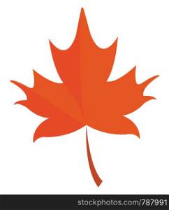 An orange maple leaf, vector, color drawing or illustration.