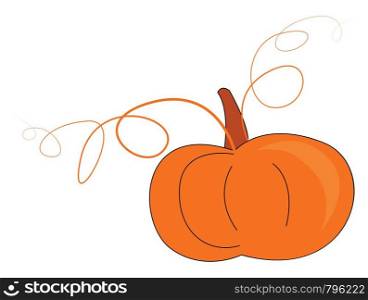 An orange pumpkin with vines still attached, vector, color drawing or illustration.