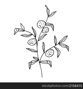An orange tree hand-drawn in doodle style. Black outline of an orange tree on a white background. Vector illustration.. An orange tree hand-drawn in doodle style.
