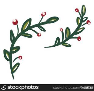 An ornamental holly berry plant, vector, color drawing or illustration.