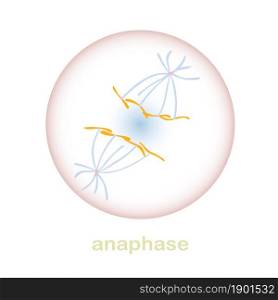 Anaphase part of the mitosis cell cycle scheme. Object isolated for education, for medical art object stock vector illustration