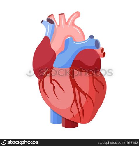 Anatomical heart isolated. Muscular organ in humans. Heart diagnostic center sign. vector illustration in flat style. Anatomical heart isolated.