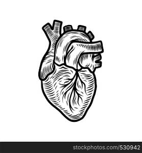 Anatomical heart organ icon. Hand drawn illustration of anatomical heart organ vector icon for web design. Anatomical heart organ icon, hand drawn style