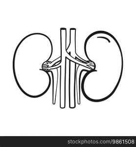 Anatomical human kidney organs in vector icon