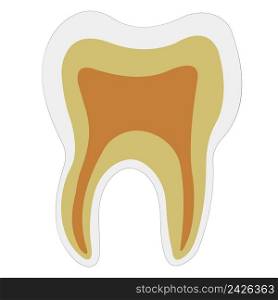 anatomical shape of the tooth dentin Enamel pulp, vector logo teeth structure for dental clinic