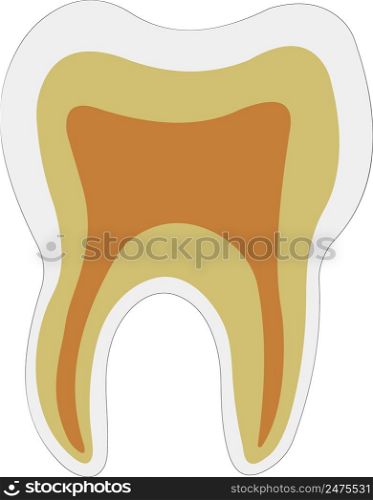 anatomical shape tooth dentin enamel pulp