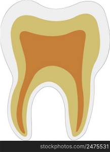 anatomical shape tooth dentin enamel pulp