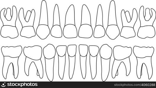 Anatomically correct baby teeth. Vector primary teeth front