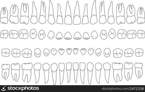 Anatomically correct teeth incisor, cuspid, premolar, molar jaw