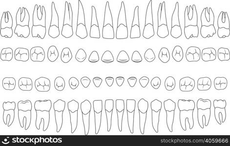 anatomically correct teeth - incisor, cuspid, premolar, molar upper and lower jaw front and top views in vector on white. anatomically correct teeth