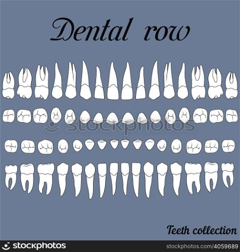 anatomically correct teeth - incisor, cuspid, premolar, molar upper and lower jaw front and top views in vector on white. dental row teeth