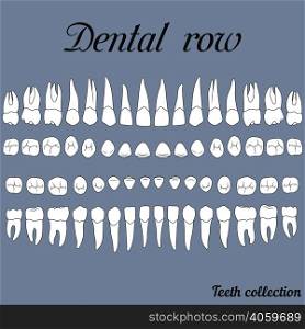 anatomically correct teeth - incisor, cuspid, premolar, molar upper and lower jaw front and top views in vector on white. dental row teeth