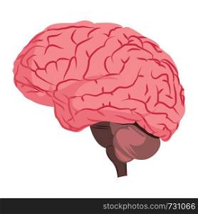 Anatomy deisign of human brain vector illustration on white background