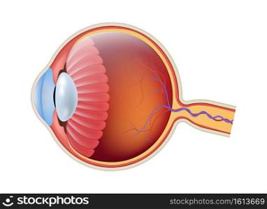 Anatomy eyeball close up side view. Realistic human eye retina structure, round iris and pupil texture, anatomy colorful 3d object ophthalmology poster vector isolated on white background illustration. Anatomy eyeball close up side view. Realistic human eye retina structure, round iris and pupil texture, anatomy colorful 3d object ophthalmology poster vector isolated illustration
