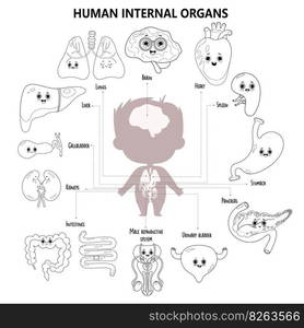 Anatomy human body. Kids medical infographic. Silhouette boy and visual scheme internal male organs characters, names and locations. Vector illustration. Outline, hand drawing. Cute colorize